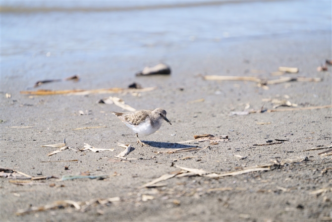 IWgEl,Temminick's Stint