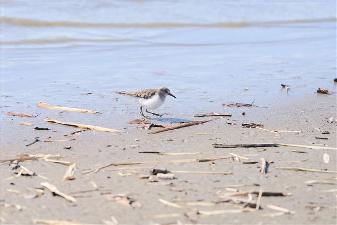 IWgEl,Temminick's Stint