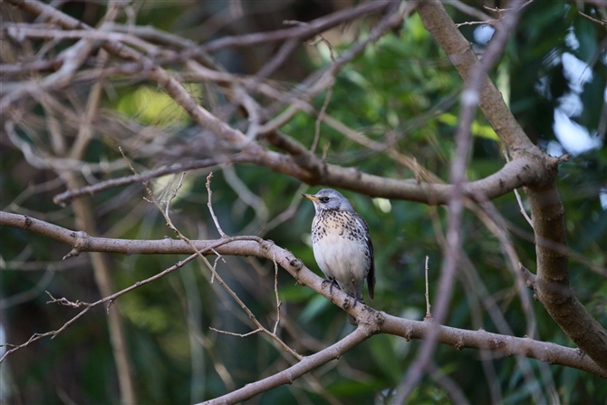 mncO~,Fieldfare