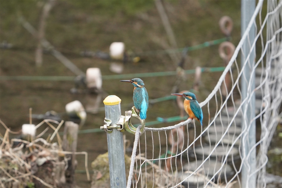 JZ~,Common Kingfisher