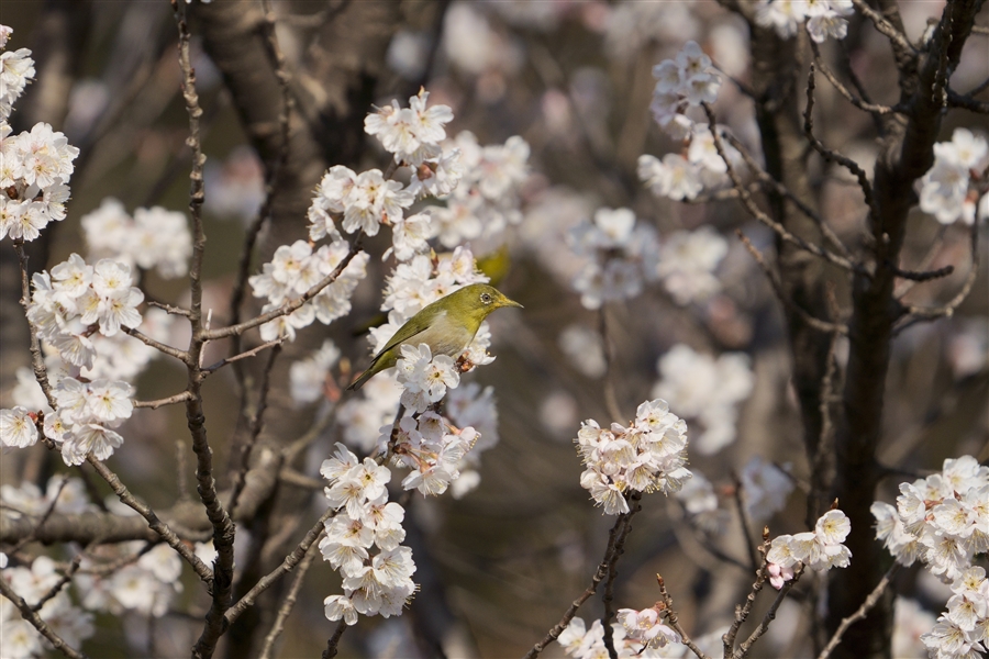 W,Japanese White-eye