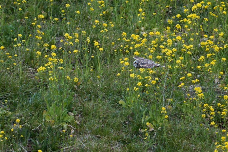 R~~YN,Short-eared Owl