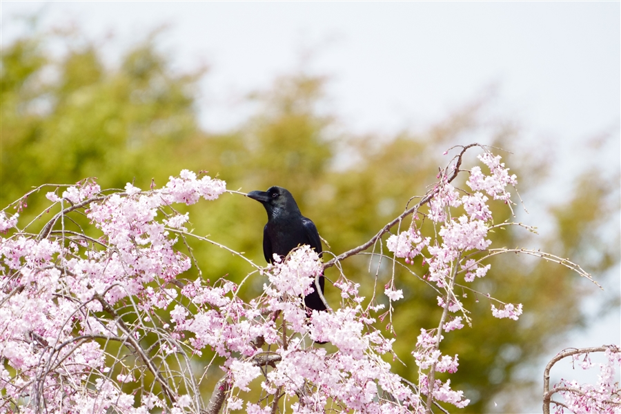 nVugKX,Large-billed Crow