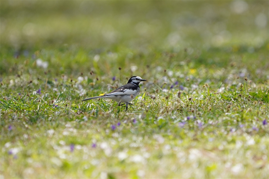 nNZLC,White Wagtail