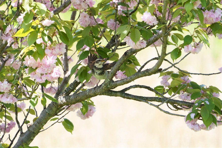 cO~,Dusky Thrush