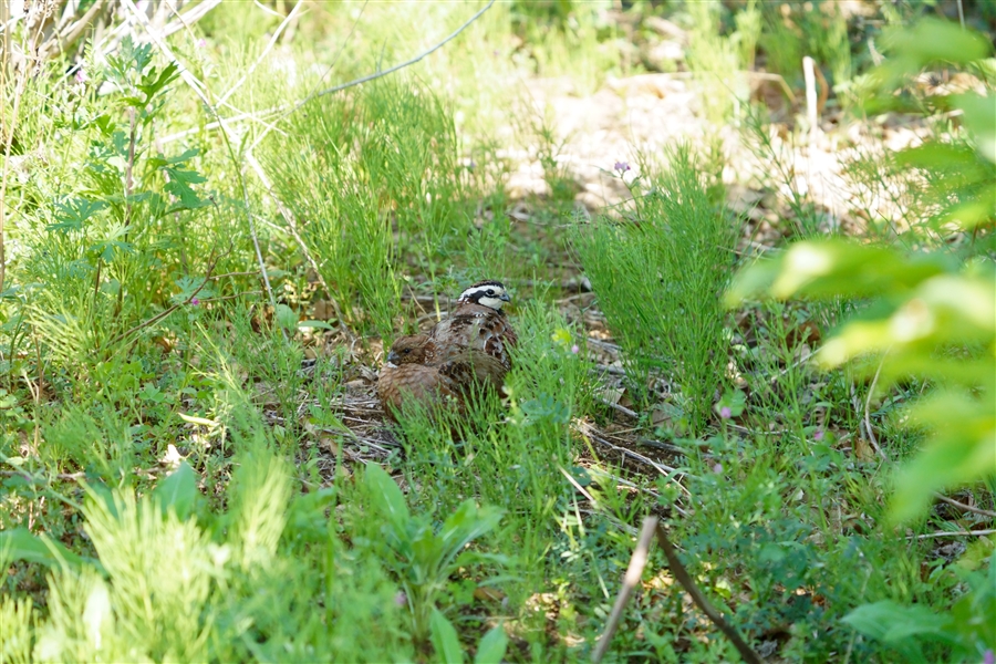 REY,Bobwhite