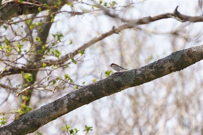 jEiCXYRusset Sparrow