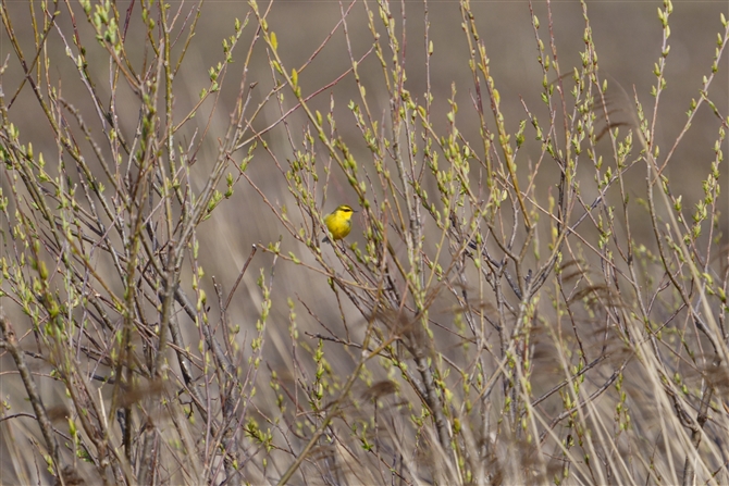 ciKZLC,Yellow Wagtail