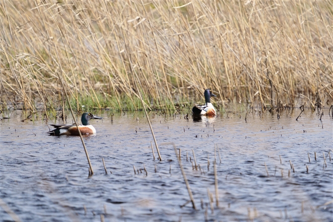 nVrK,Northern Shoveler