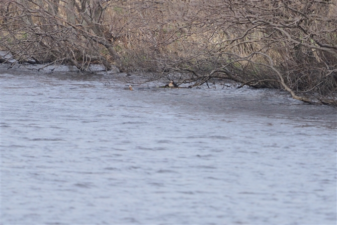 AJGJCcu,Red-necked Grebe