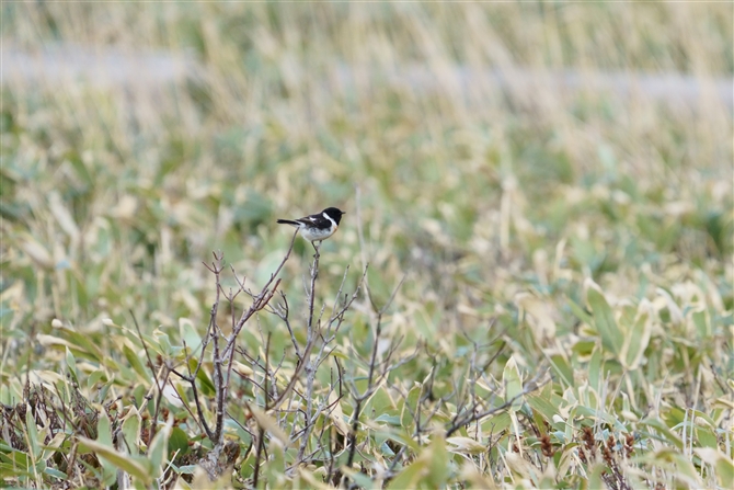 mr^L,Common Stonechat