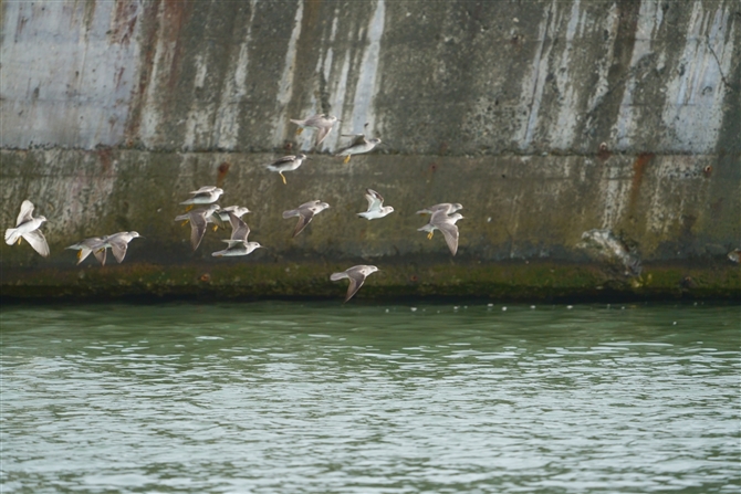 LAVVM,Grey-tailed Tattler