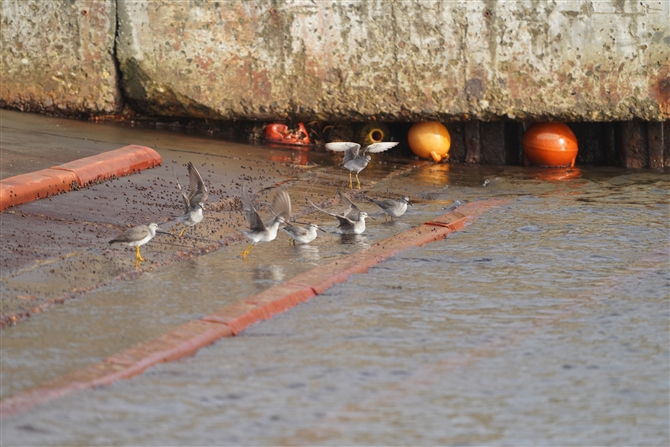 LAVVM,Grey-tailed Tattler