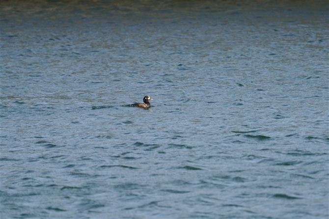 VmK,Harlequin Duck