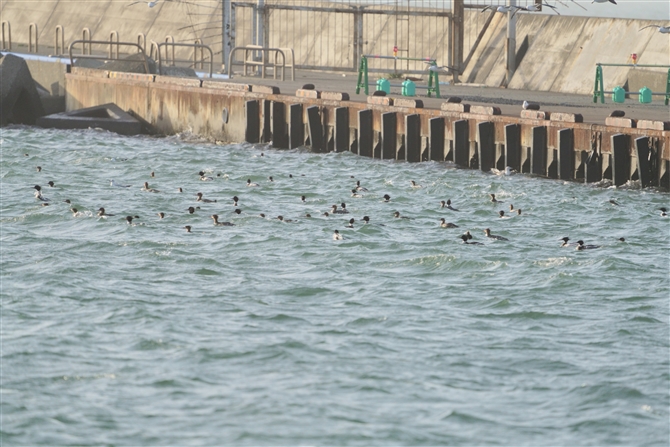 E~ACT,Red-breasted Merganser