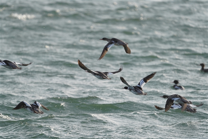 E~ACT,Red-breasted Merganser