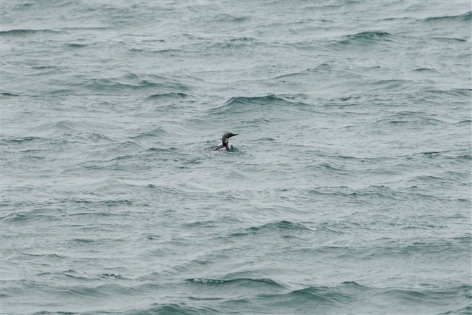 IIn,Black-throated Loon