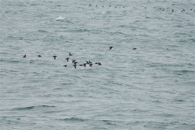 EgE,Rhinoceros Auklet