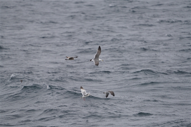 E~lR,Black-tailed Gull