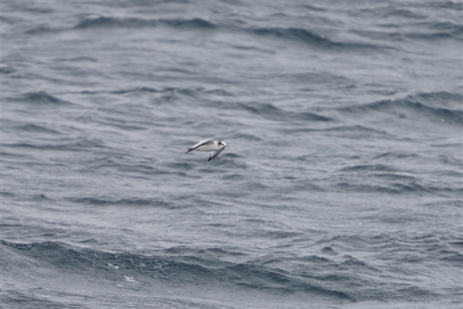 ~crJ,Black-legged Kittiwake