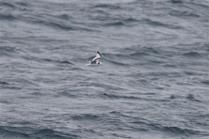 ~crJ,Black-legged Kittiwake