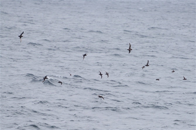 nV{\~YiMh,Short-tailed Shearwater