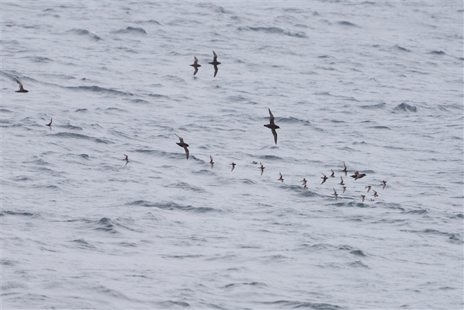 AJGqAVVM,Red-necked Phalarope