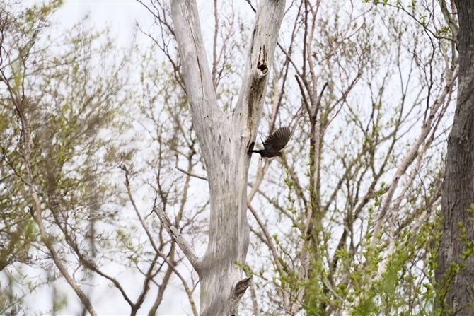 クマゲラ,Black Woodpecker