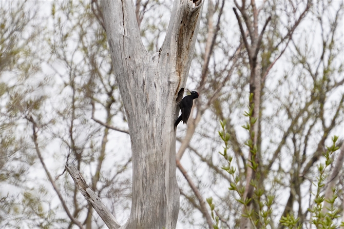 クマゲラ,Black Woodpecker