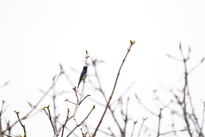 II,Blue-and-white Flycatcher