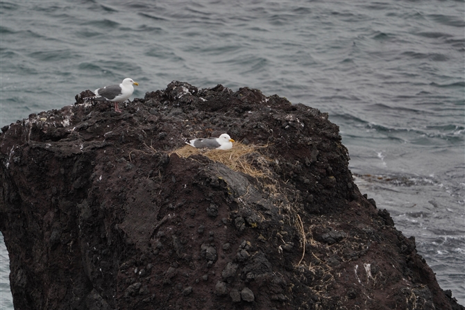 ZOJ,Herring Gull