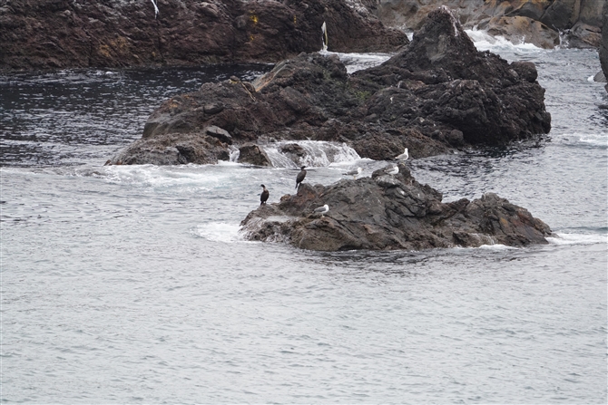 ヒメウ,Pelagic Cormorant