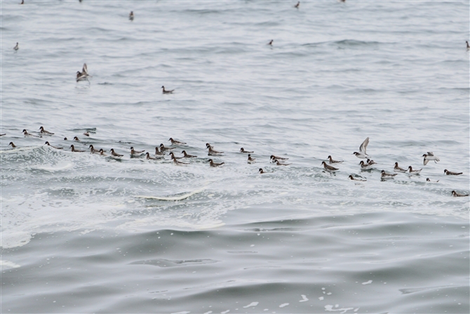 AJGqAVVM,Wilson's Phalarope