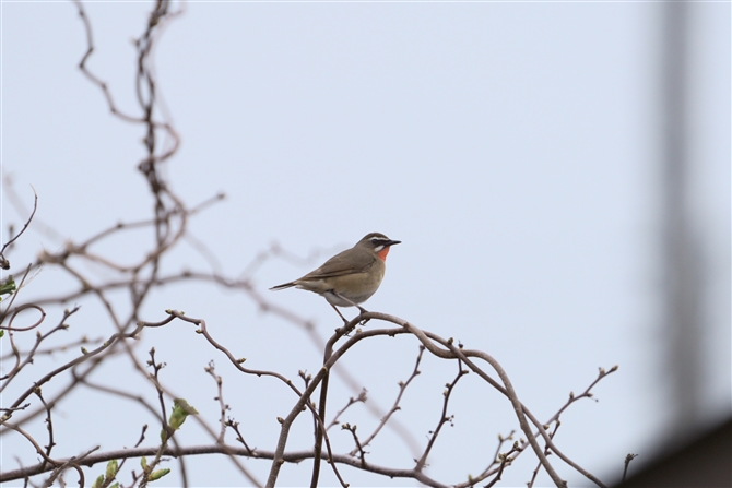 mS},Siberian Rubythroat