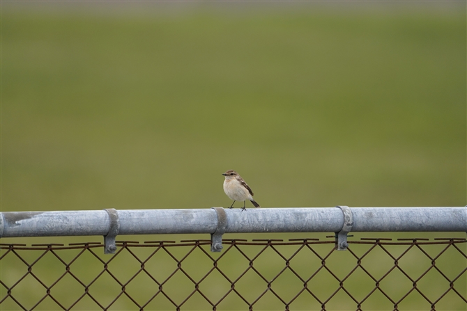 mr^L,Common Stonechat