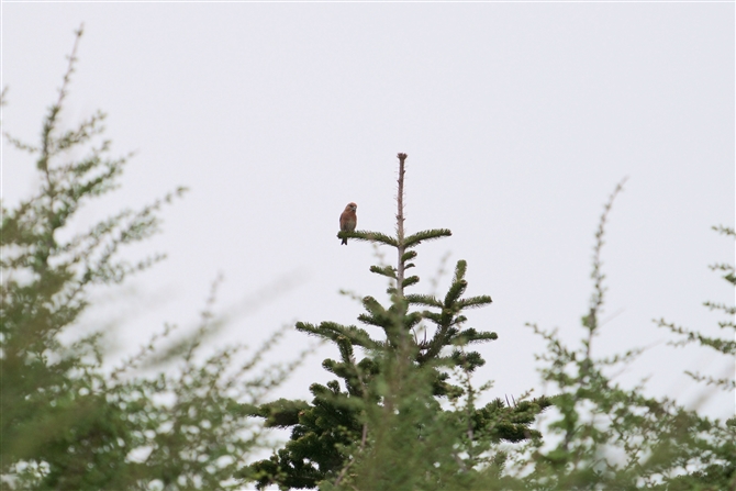 CXJ,Red Crossbill