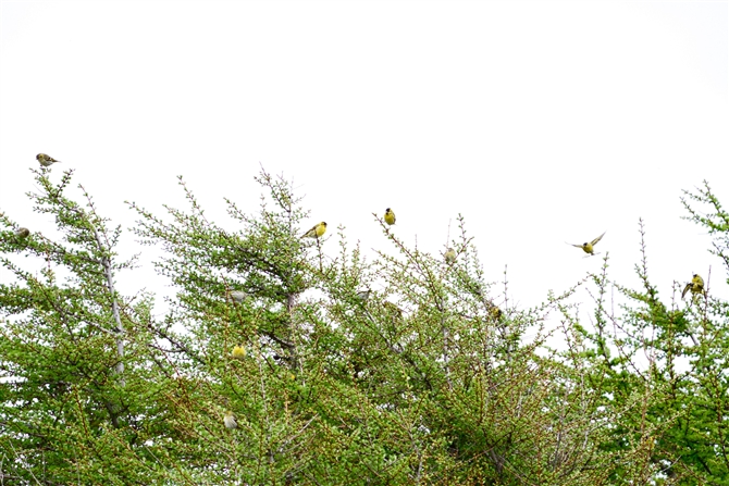 }q,Eurasian Siskin