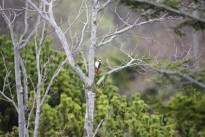 アカゲラ,Great Spotted Woodpecker