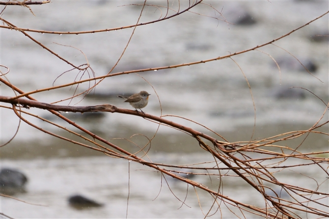 IWr^L,Taiga Flycatcher