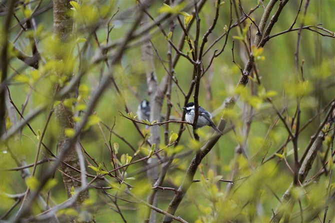 qK,Coal Tit