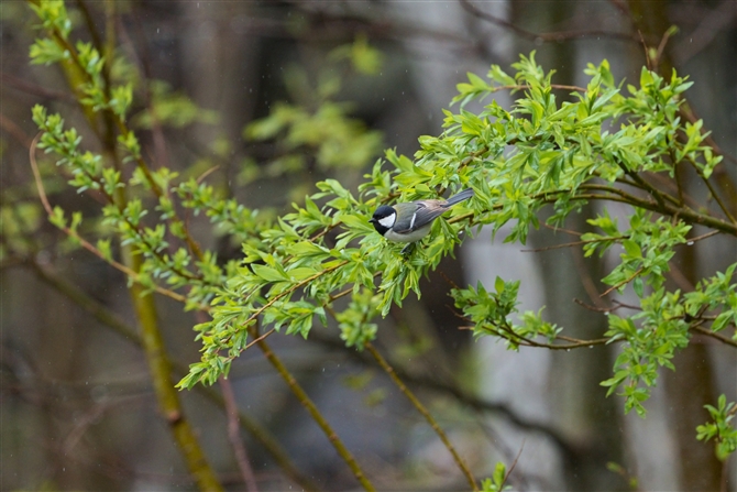 VWEJ,Japanese Tit