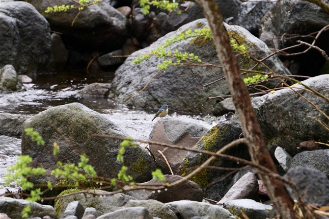 ルリビタキ,Red-flanked Bluetail