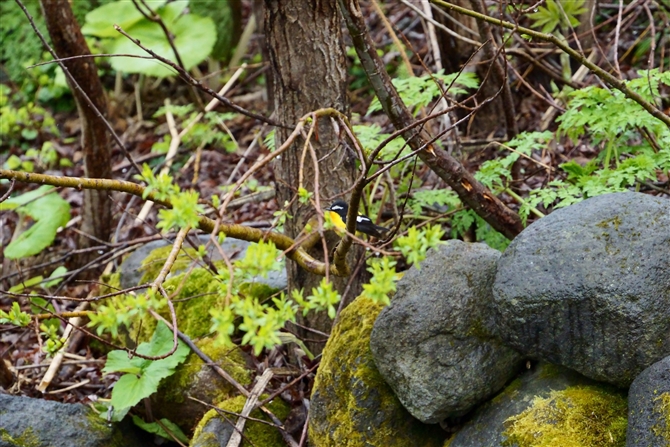 }~WLr^L,Yellow-rumped Flycatcher