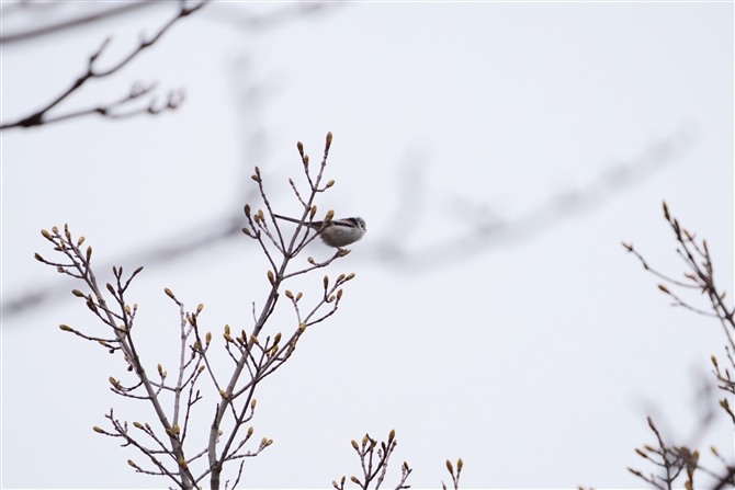 V}GiK,Long-tailed Tit