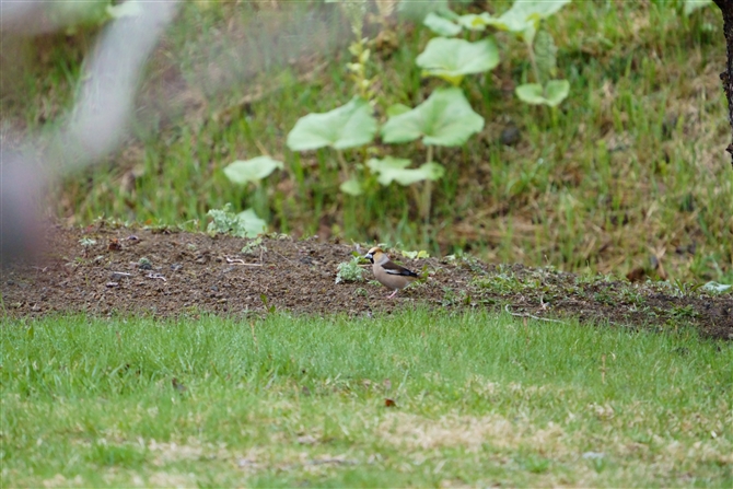 V,Hawfinch