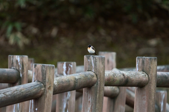 mr^L,Commn Stonechat