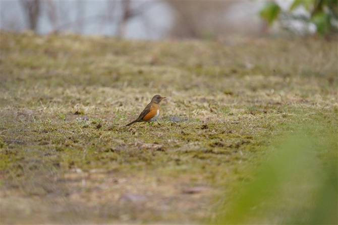 AJn,Brown-headed Thrush