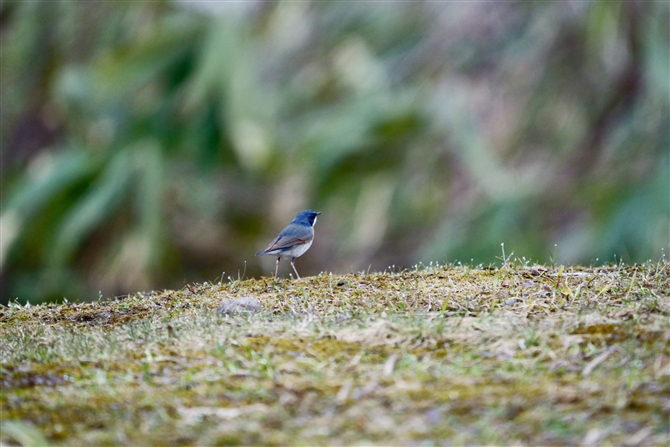 R,Siberian Blue Robin