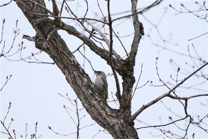 }Q,Grey-headed Woodpeker