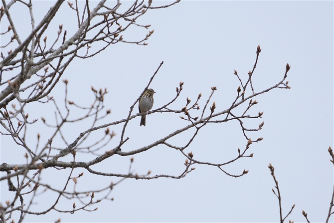 rYC,Olive-backed Pipit